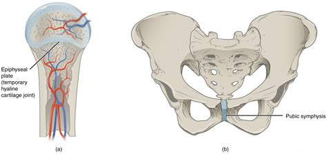 Cartilaginous Joints | Anatomy and Physiology I