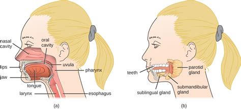 Anatomy and Normal Microbiota of the Digestive System | Microbiology