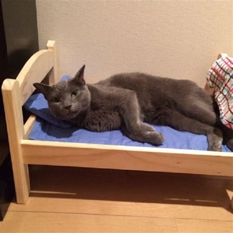 IKEA Donates Doll Beds For Shelter Cats, And It’s Just Too Adorable ...