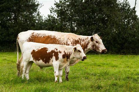 Discover the 10 Different Types of Cattle You Never Knew Existed - A-Z ...