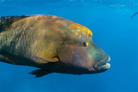 Cairns Snorkelling Tours - How to see the Great Barrier Reef