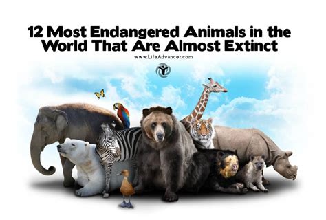 12 Most Endangered Animals in the World That Are Almost Extinct