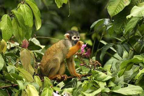 Amazon Rainforest Wildlife - Our Guide to 21 Species | Exodus