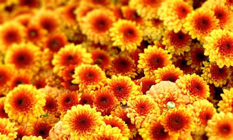 Autumn Flower Wallpapers - Wallpaper Cave