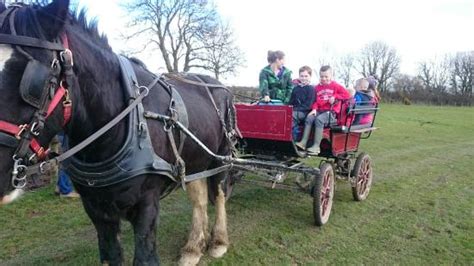 Dyfed Shire Horse Farm (Eglwyswrw) - 2020 All You Need to Know BEFORE ...