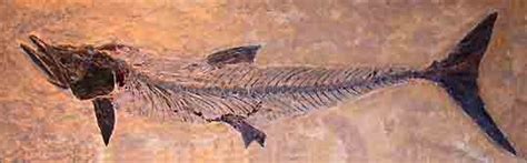 The Devonian Period: The Age of Fish Yes But also Life Moves onto Land