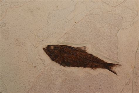 Fossil Fish/Plant, Kemmerer, Wyoming - Prehistoric Online