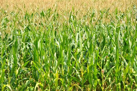 Field of Corn — Stock Photo © EyeMark #2560538