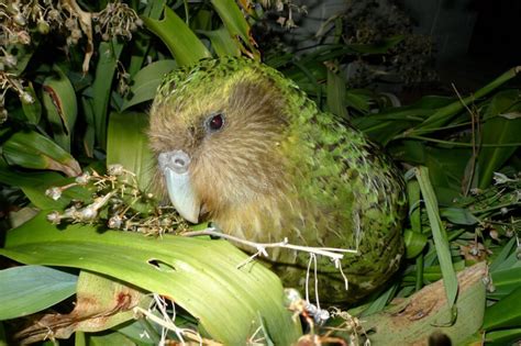 Saving New Zealand’s kakapo from extinction