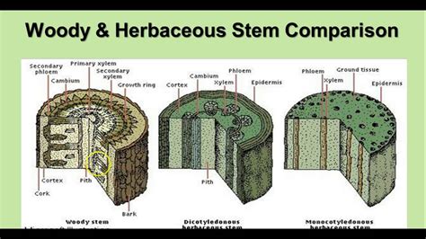 Plants - Cells, Tissues, & Organs - YouTube