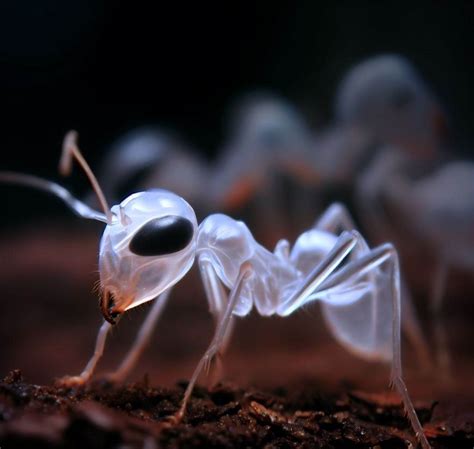 The Ghost Ant Guide: How To Get Rid of Ghost Ants - The Bug Experts