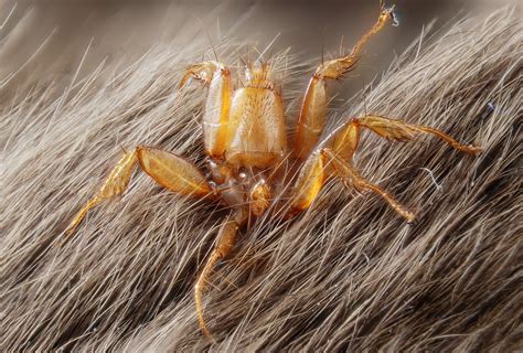 Real Monstrosities: Wingless Bat Fly