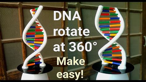 Easy Dna Model Project