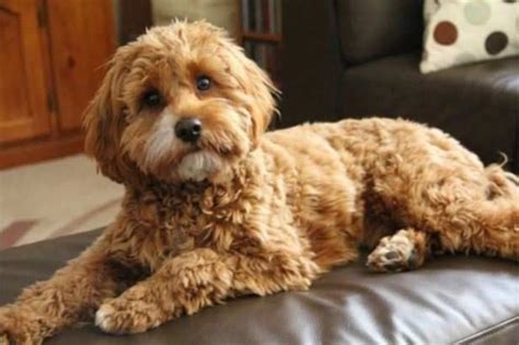 Cavapoo Dog Breed Information, Images, Characteristics, Health