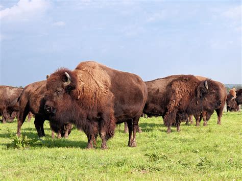 Herd Of American Buffalo Bison by Stockcam