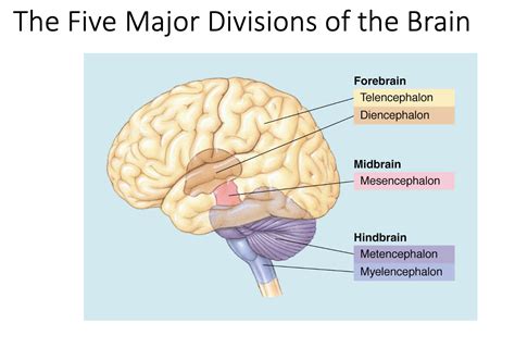 [Solved] Explain structure and functions of Forebrain, Midbrain and ...