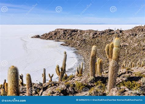 Cacti in Salar De Uyuni, Bolivia Stock Image - Image of rock, offroad ...