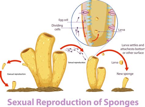 Diagram showing reproduction in sponges 6093945 Vector Art at Vecteezy