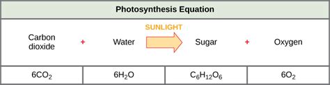 Equation For Photosynthesis Reactants And Products