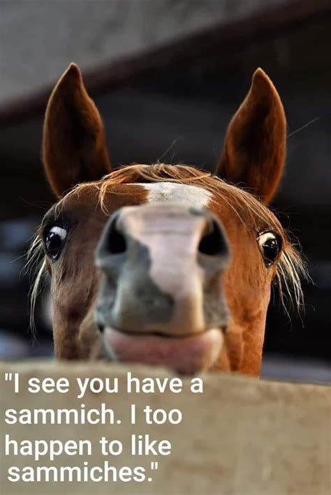 FUNNY HORSE MEMES | Funny horse pictures, Funny horse memes, Funny horses