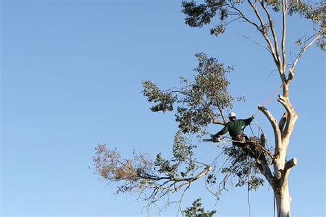 What is a Certified Arborist & Why Should I Use One?