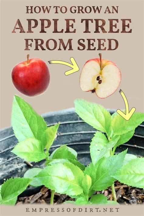 How to Grow An Apple Tree From Seed (Easy Tutorial)