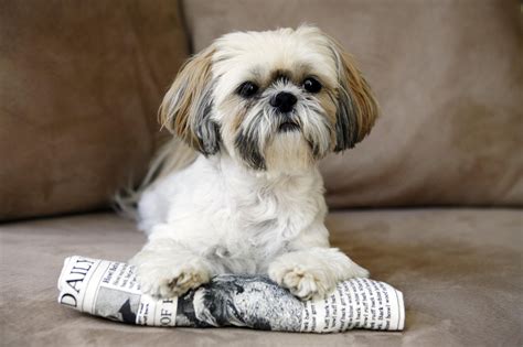 Shih Tzu - Full Profile, History, and Care