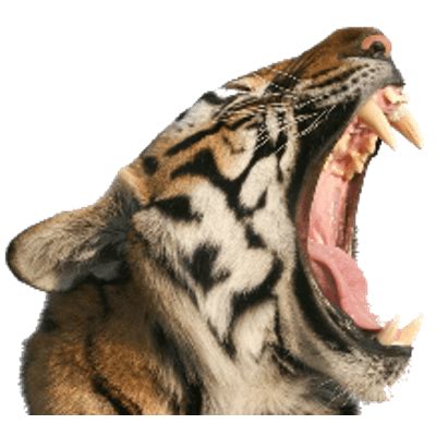 Tiger Open Mouth transparent PNG - StickPNG