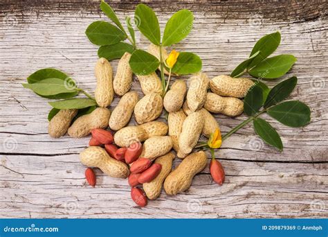 Peanuts with Leaves and Flowers on an Old Wooden Surface Stock Image ...