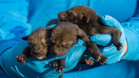 Red Wolf pup dies one week after NC Museum of Life and Science welcomes ...