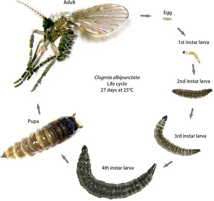 Fruit Flies, Gnats or Drain Flies - Pronto Pest Management