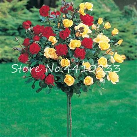 200pcs Rose Tree Seeds Vary Colors OutletTrends.com Free Shipping Up to ...