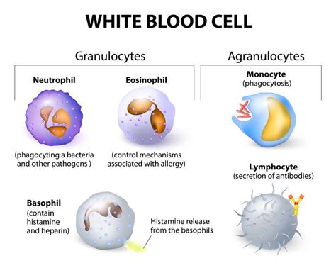 Granulocytes And Agranulocytes - astonishingceiyrs