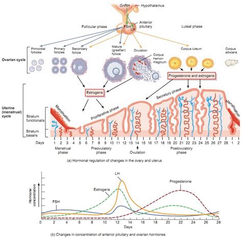 FSH and LH (Gonadotropic Hormones) | Menstrual cycle, Reproductive ...