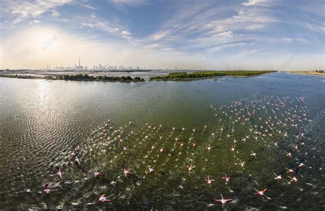 Aerial view of pink flamingos at Ras Al Khor, Dubai, UAE - Stock Image ...