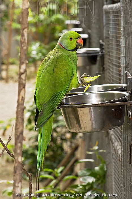 Mauritius Parakeet stock photo - Minden Pictures