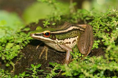 10 Jenis katak ini bisa jadi hewan peliharaan, ada yang bertanduk!