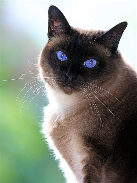 Siamese Cat Similar Breeds - Pets Lovers