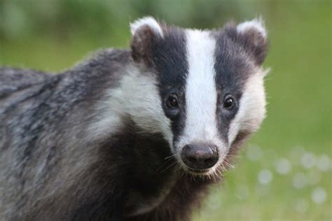 5 Facts About Badgers You Didn't Know