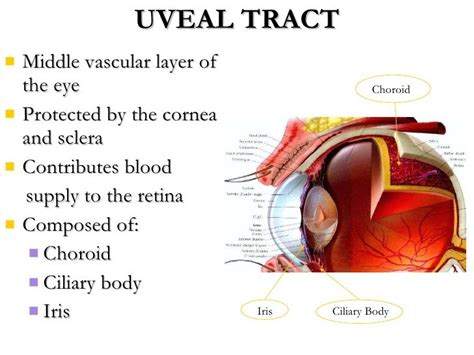 Image result for uveal tract | The retina, School board, Vascular