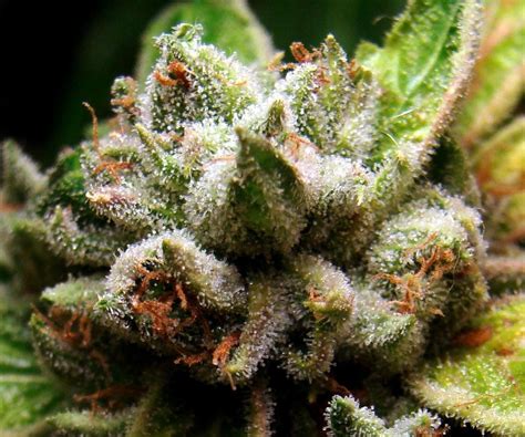 OG-18-Marijuana-Bud-Closeup | The Weed Street Journal