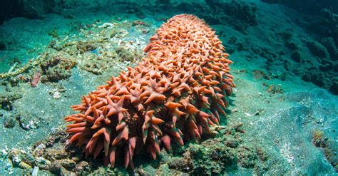 Easy Sea Cucumber Recipes: Can You Eat This Delicacy?