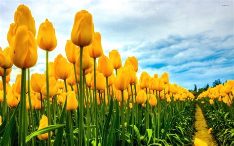 Field of yellow tulips wallpaper - Flower wallpapers - #34137