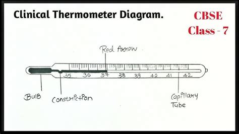 Clinical Thermometer Diagram Thermometer Drawing Class7, 52% OFF