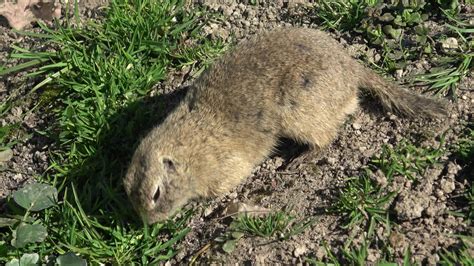 European ground squirrel in natural habitat Spermophilus citellus ...