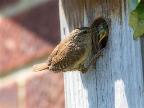 What Do Wrens Eat In The UK? | Birdfact