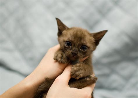 See the Cutest Cat Breeds as Kittens | Reader's Digest