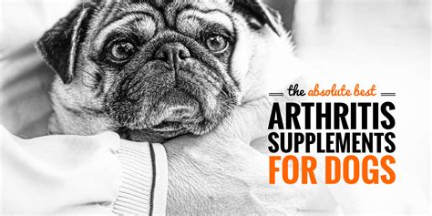 10 Best Dog Arthritis Supplements — MSM, Glucosamine or Homeopathy?