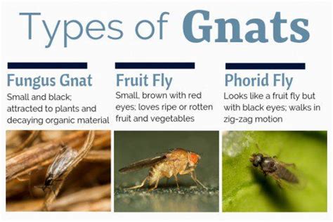 Where Do Gnats Come From and How Do You Get Rid of Them? | Fruit flies ...