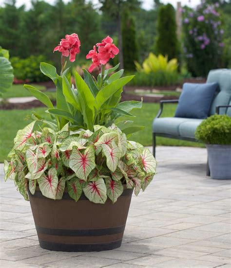 87 Landscaping Ideas With Cannas : Home Garden